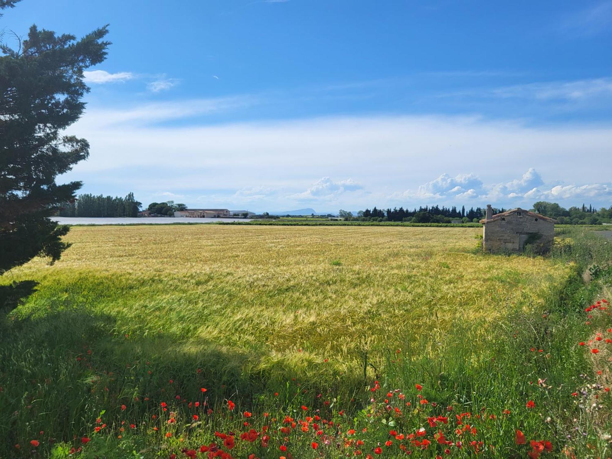 Villa L'Eden De Camargue- Spa Et Nature Candillargues エクステリア 写真
