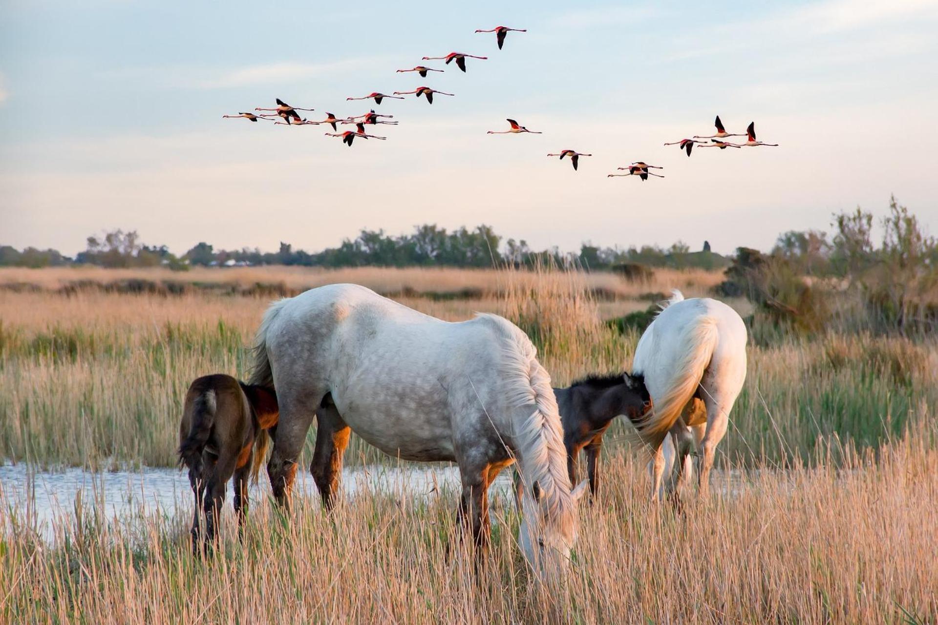 Villa L'Eden De Camargue- Spa Et Nature Candillargues エクステリア 写真